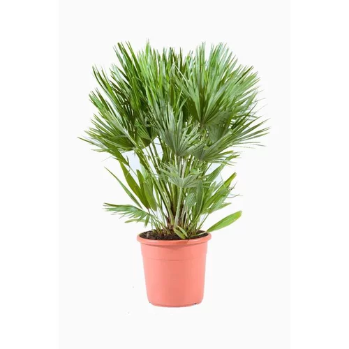 Sélection pratique:Chamaerops Humilis Vulcano en pot de 12 L vert