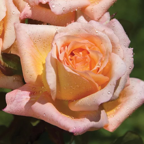 Jardin nature：Rosier Acapulco®. Le pot de 3 litres