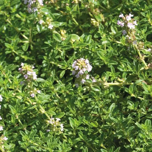Jardin inspiration:Thym Citron Bio. Le pot de 2,5 litres