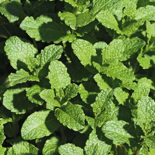 Jardin et équipement：Menthe Verte Bio. Le pot de 9x9 cm