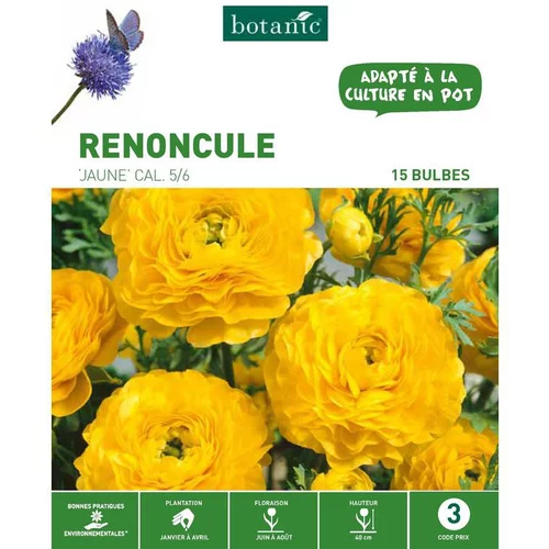 Pour simplifier le jardin:Renoncule jaune botanic® - 15 bulbes