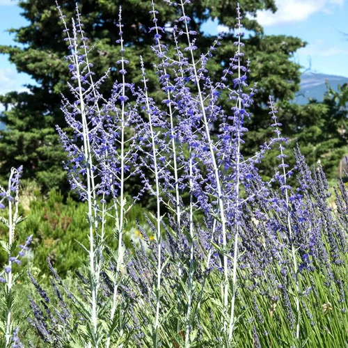 Spécial jardin：Perovskia Sauge de Siberie - Le pot de 2 litres