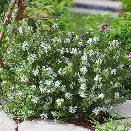 L’esprit jardin:Westringia fruticosa. Le pot de 3 litres