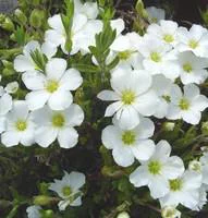 Pour un extérieur à votre image:Sabline - La barquette de 6 plants