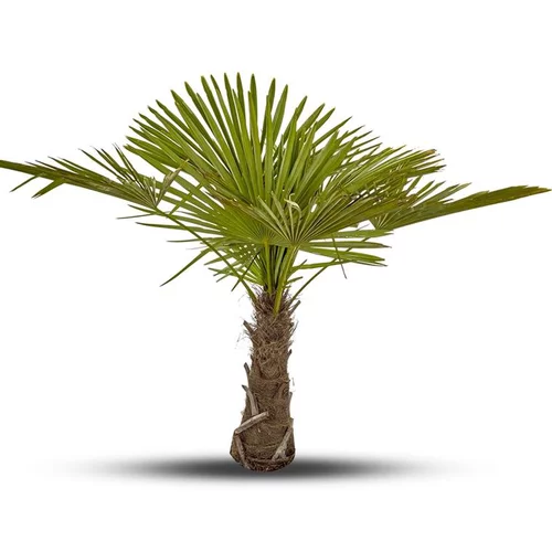 Un choix malin pour le jardin：Trachycarpus Excelsa ou Palmier de Chine 150/175 cm en pot de 90 L