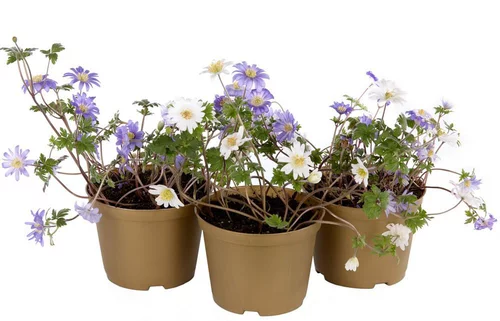 Adapté au jardin：Anémone. Le pot de 10,5 cm