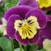 Sélection extérieure：Viola Cornuta. La barquette de 6 plants en motte