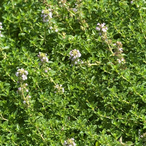 Jardin à organiser：Thym Citron Bio. Le pot de 4,6 litres