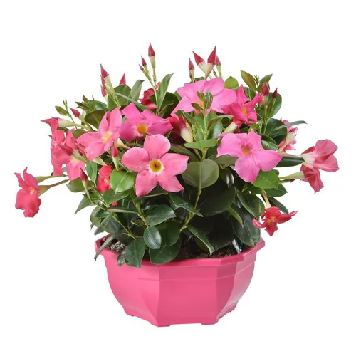 Univers jardin：Dipladénia buisson - La coupe de 27 cm
