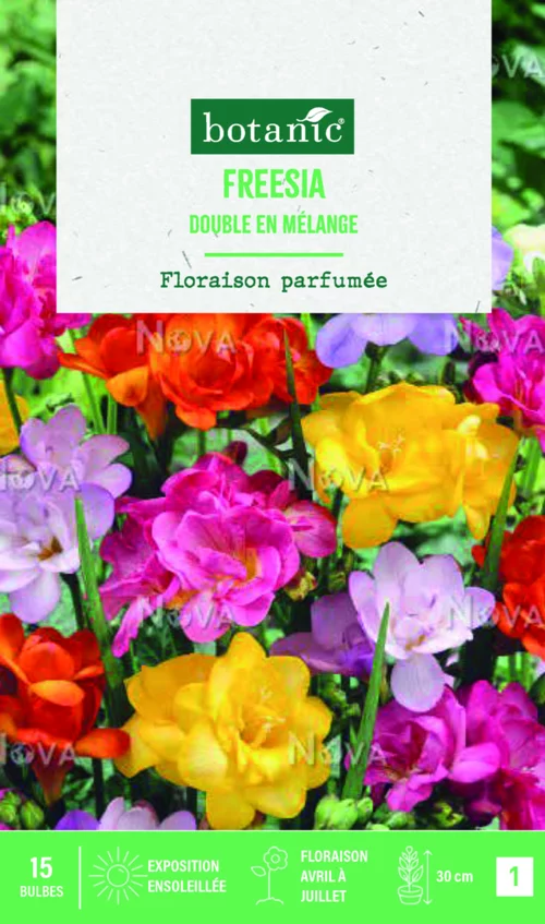 Pour le jardin：Bulbes de fleurs Freesia double mix botanic® - 15 bulbes