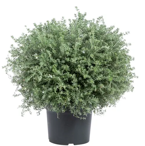Le choix pour le jardin:Westringea fruticosa bleu. Le pot de 10 litres
