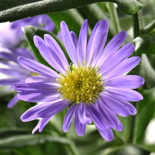 Pour aménager le jardin：Aster coloris varié. Le pot de 14 cm