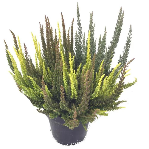 Pour vos jardins:Erica Calluna Skyline Trio - Le pot de 1 litre