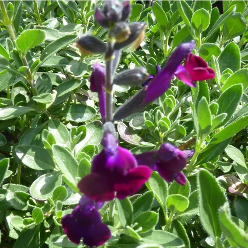 Jardin à organiser:Salvia Microphylla violette - Le pot de 3 litres