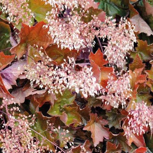 Sélection jardin:Heuchere Micrantha blanche-Pourpre - Le pot de 9 x 9 cm