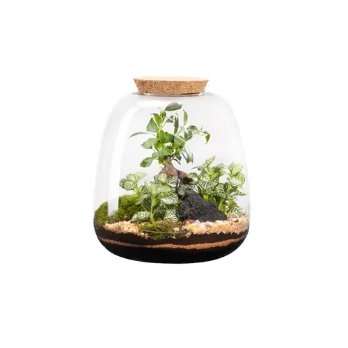 Le petit plus du jardin:Terrarium autonome botanic® Moly Ginseng - Taille L Ø 23,5 cm H 25 cm