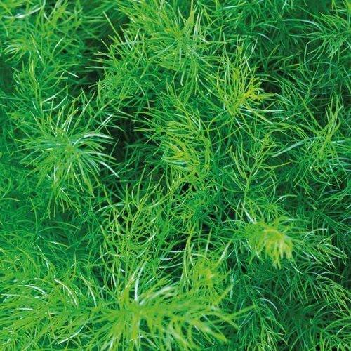 À adopter pour l’extérieur：Asparagus Sprengeri. La suspension diam 18 cm