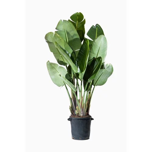 Jardin passion:Strelitzia Augusta ou Oiseau de paradis orange. Le pot de 80 litres