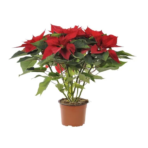 Tendance au jardin：Poinsettia pailleté rouge en pot Ø 16 cm