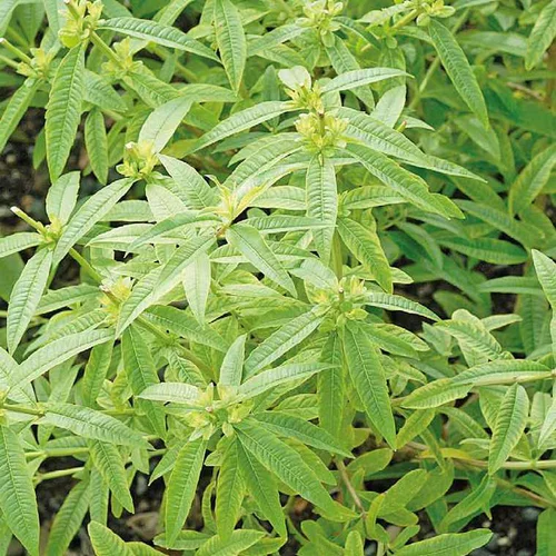 Une solution pratique pour le jardin：Verveine Citronnelle Bio. Le pot de 1 litre