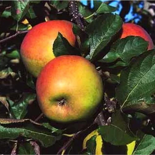 Idéal pour le jardin:Pommier Jonagold. Le pot de 10 litres forme gobelet