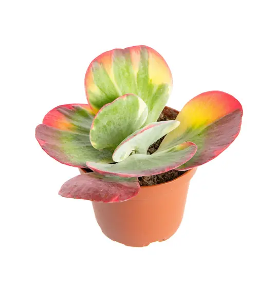 Extérieur malin:Kalanchoe tricolore. Le pot Ø 12 cm