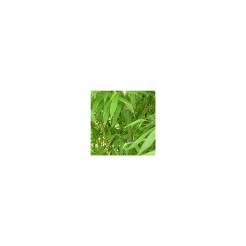 Jardin facile:Bambou Phyllostachys Aurea - Pot de 35L