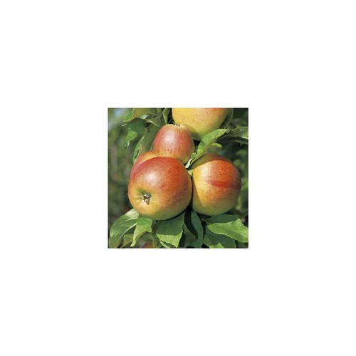 Pratique jardin：Pommier Reine Des Reinettes. En racine nue, forme gobelet