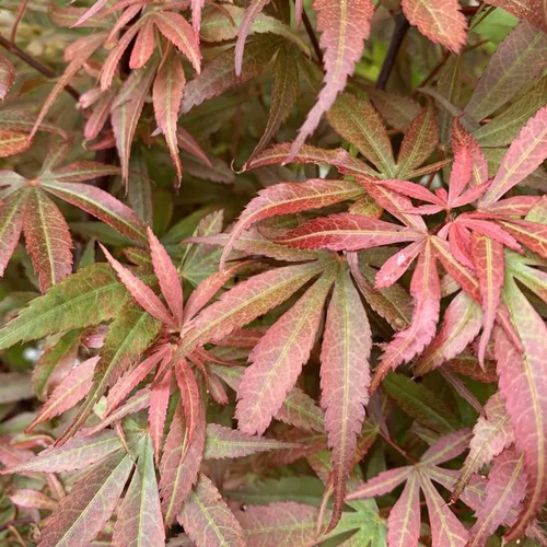 Idée utile:Érable du Japon Skeeters Broom rouge. Le pot de 5 litres, forme bonsaï