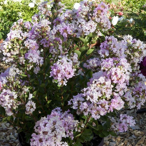 Un indispensable au jardin:Lagerstroemia Indica With Love Babe Milarosso. Le pot de 2 litres