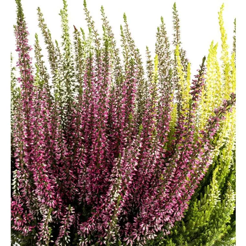 Jardin tendance:Erica Calluna Collection - Le pot de 2 litres