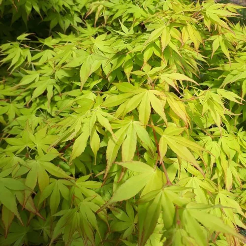 Jardin actuel:Érable du Japon Katsura orange