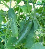 Idéal au jardin：Cornichon Bio. Le pot de 10,5 cm