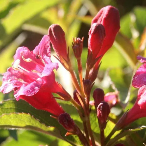 Sélection malin：Weigelia - Le pot de 1 litre