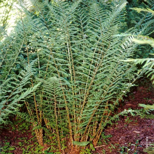 Parfait pour le jardin:Fougère Dryopteris Filix-Mas 'Linearis Polydactyla - Le pot de 2 litres