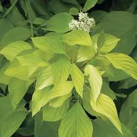 Équipement au jardin：Cornouiller doré Aurea jaune. Le pot de 7 litres