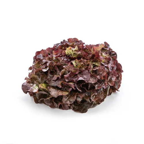 Pour mieux équiper vos extérieurs:Salade feuille de chêne rouge bio de France - Prix à la pièce
