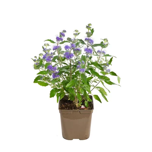 Moderne jardin:Caryopteris Clandonensis Heavenly Blue en touffe