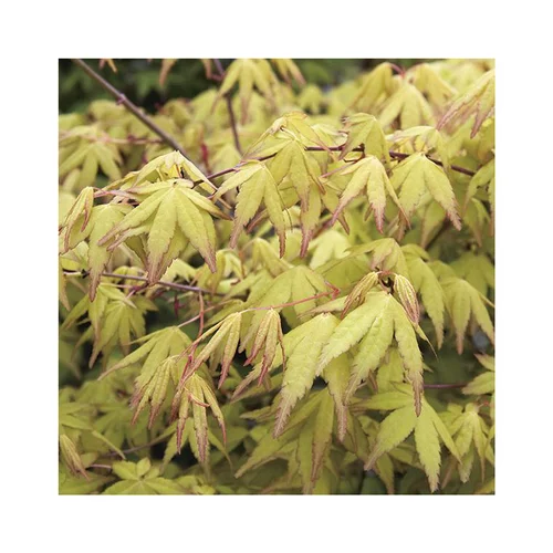 Jardin accessoire:Erable du Japon (ACER PALMATUM UENO YAMA ) Le pot de 7 litres
