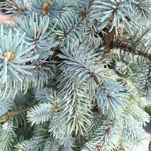 À découvrir au jardin：Epicea du Colorado (Picea Pungens) Hoopsii 80/100.Le pot de 15 litres