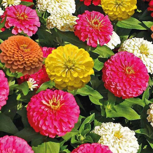 Solution extérieure：Zinnia à petites fleurs - Le pot de 9 x 9 cm