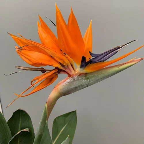 Pour tous vos projets jardin:Oiseau de Paradis (Strelitzia Reginae). Le pot de 35 litres