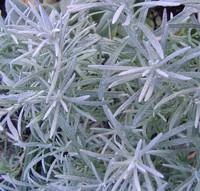Utile pour le jardin:Helichrysum Italicum - Le pot de 4 litres