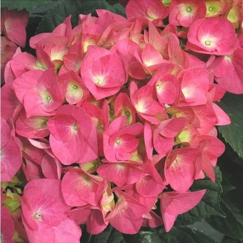 Utile pour l’extérieur：Hortensia à grandes fleurs en pot de 3 litres