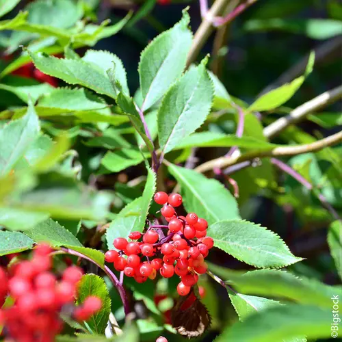 Choix nature：Sorbier des oiseleurs 'Edulis' botanic® vert. Le pot de 10 litres