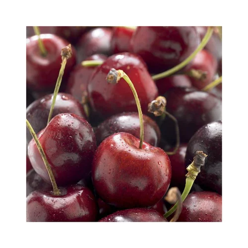 Pour mieux équiper votre jardin:Cerisier Big. Delice De Malicorne ® Agoudel Bio. Le pot de 15 litres