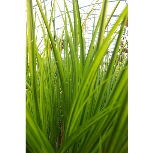 Les indispensables du jardin:Acorus gramineus ohgon 3 L