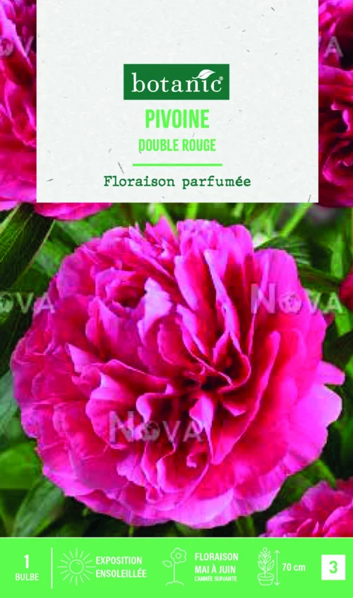 Adapté à votre jardin：Bulbes de fleurs Pivoine Lactifora double rouge botanic® – 32 bulbes