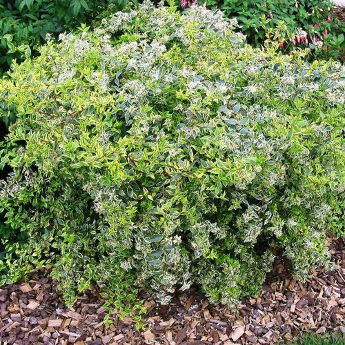 Le pratique au jardin：Abélia Grandiflora Hopleys blanc. Le pot de 8 litres
