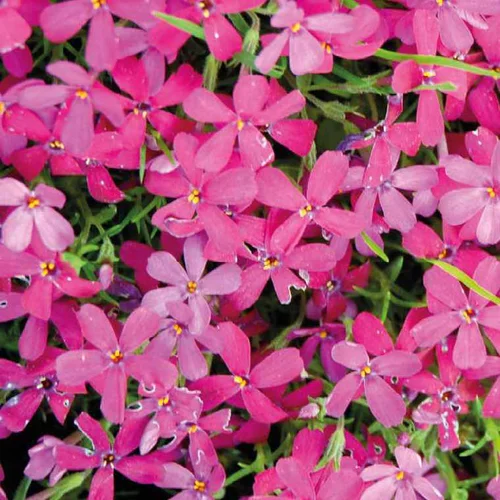 Pour vos projets：Phlox En Coussin rouge - Le pot de 9 x 9 cm